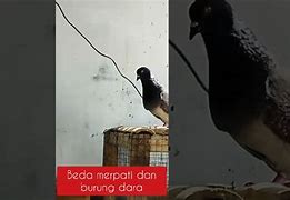 Burung Dara Dan Merpati Apa Bedanya